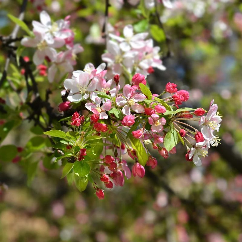 Pommier du Japon
