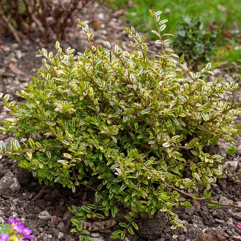 Chèvrefeuille à feuille de buis Lemon Beauty