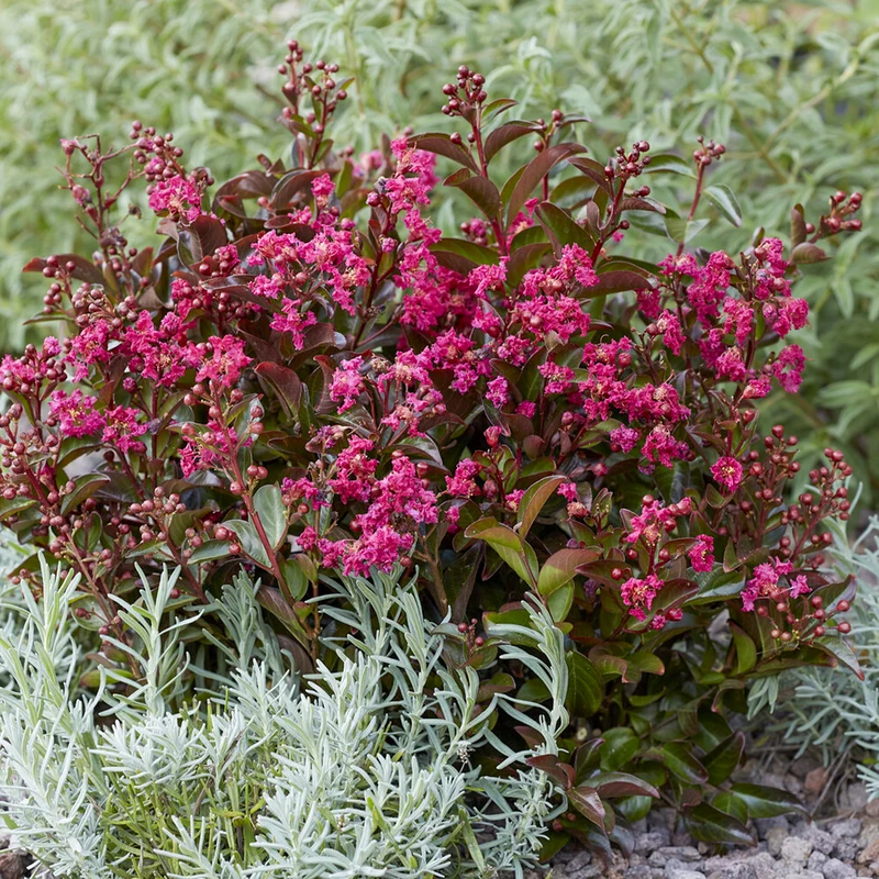 Lilas des Indes Berry Dazzle®