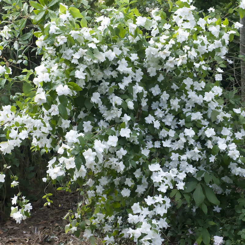 Seringat Natchez - Philadelphus