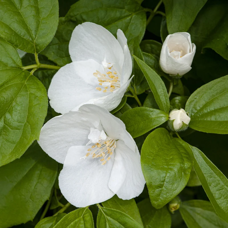 Seringat Natchez - Philadelphus