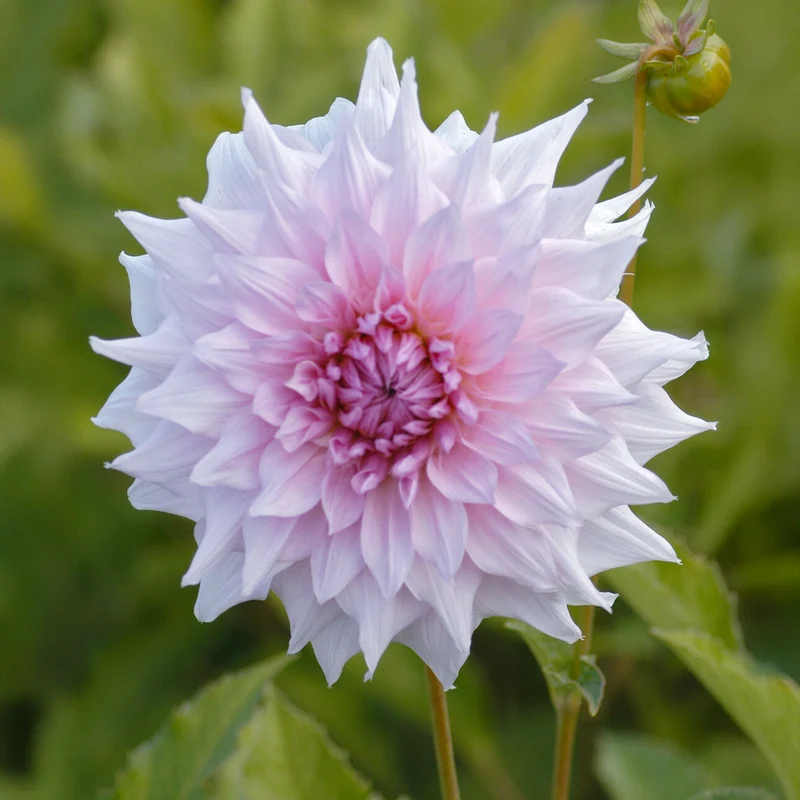 Dahlia à grandes fleurs Shiloh Noelle