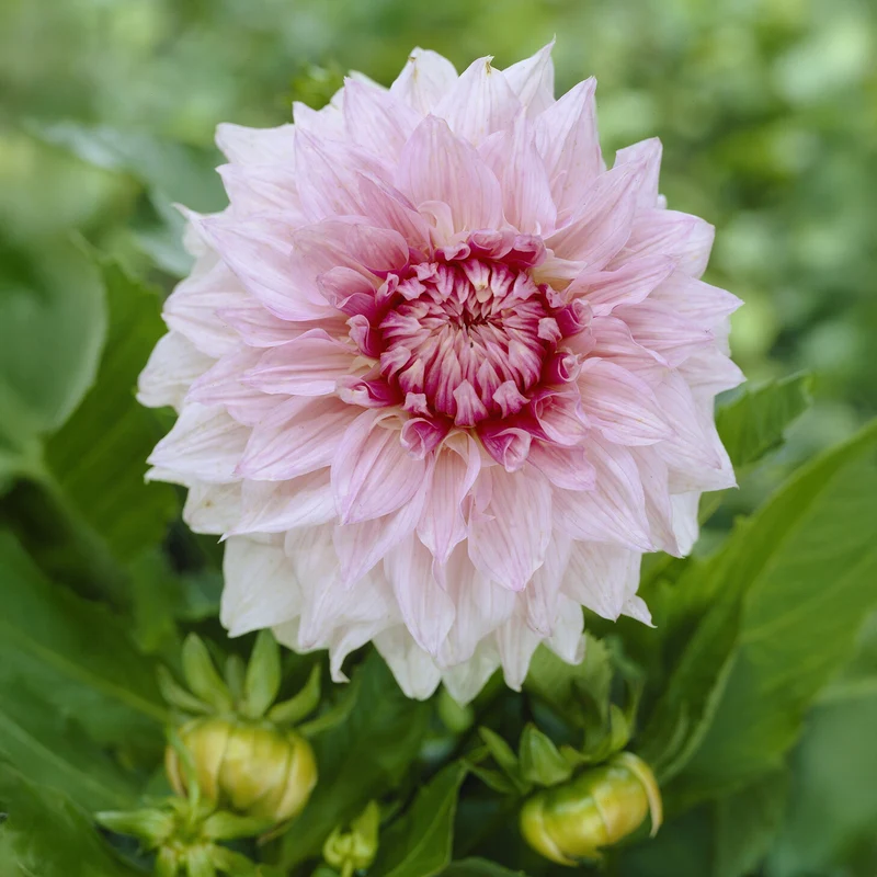 Dahlia à grandes fleurs Shiloh Noelle