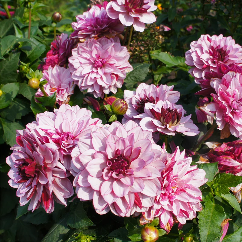Dahlia décoratif Crème de Cassis