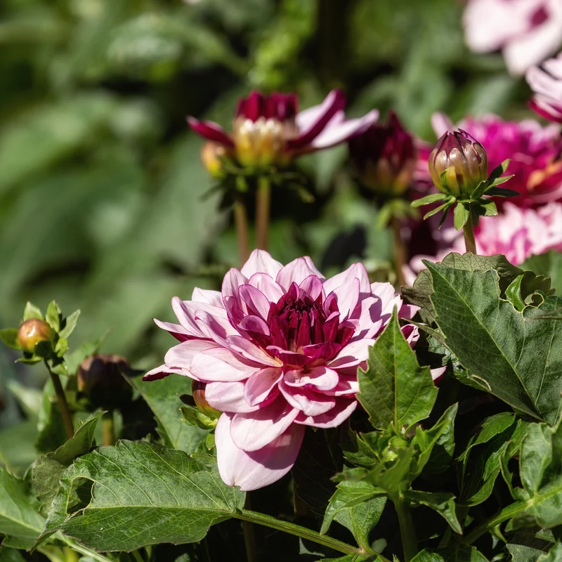 Dahlia décoratif Crème de Cassis