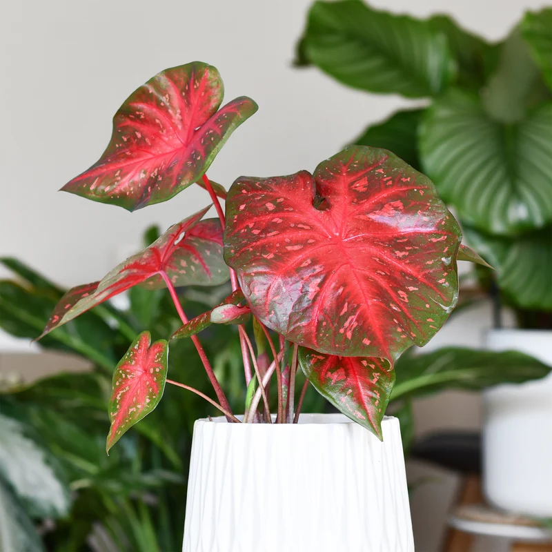 Caladium Red Flash