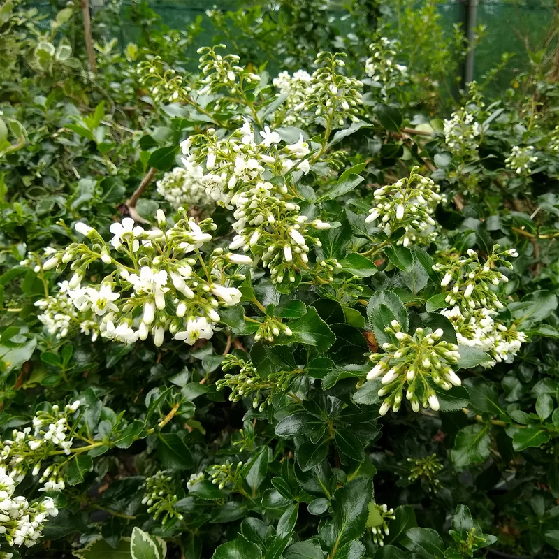Escalonia Iveyi blanc