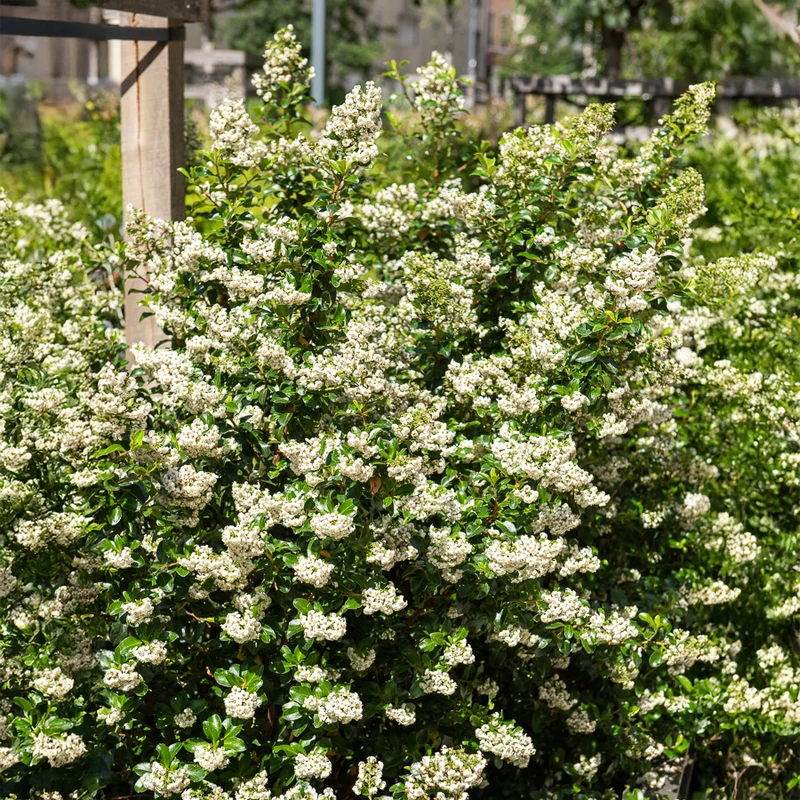 Escalonia Iveyi blanc