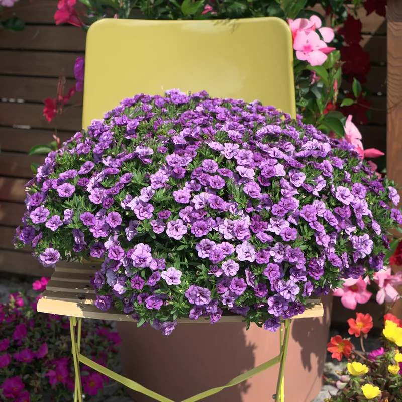 Mini-pétunia à fleurs doubles violettes