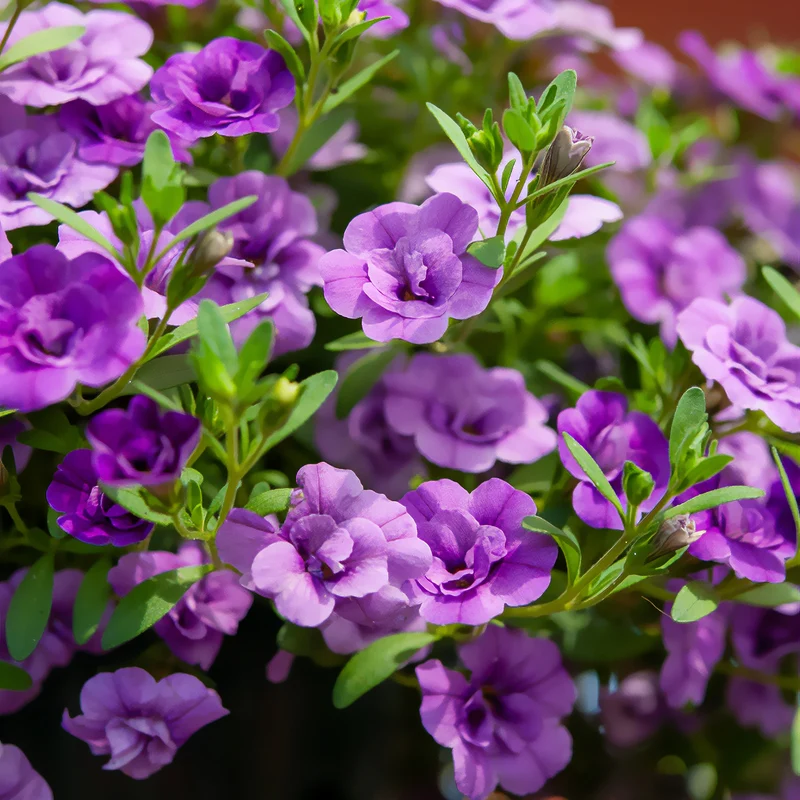 Mini-pétunia à fleurs doubles violettes