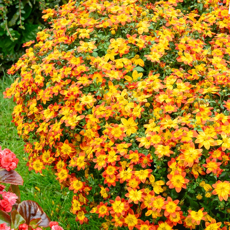 Bidens Blazing Glory