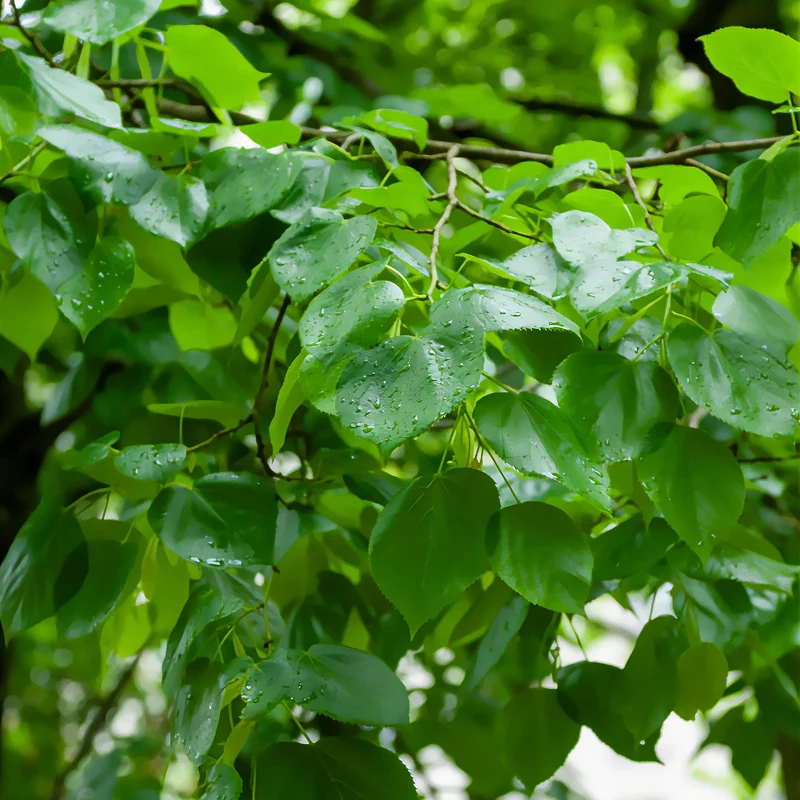 Tilleul de Crimée Euchlora