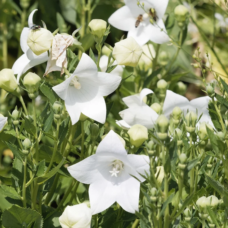 Platycodon à grandes fleurs 'Albus'