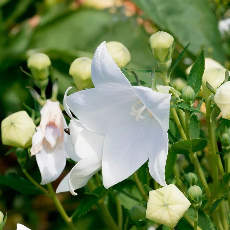 Platycodon à grandes fleurs 'Albus'