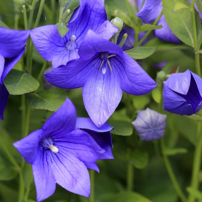 Platycodon à grandes fleurs