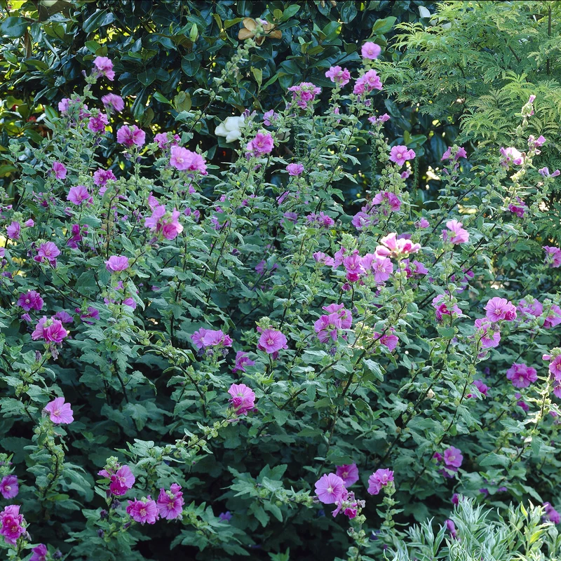 Lavatère Bredon Springs