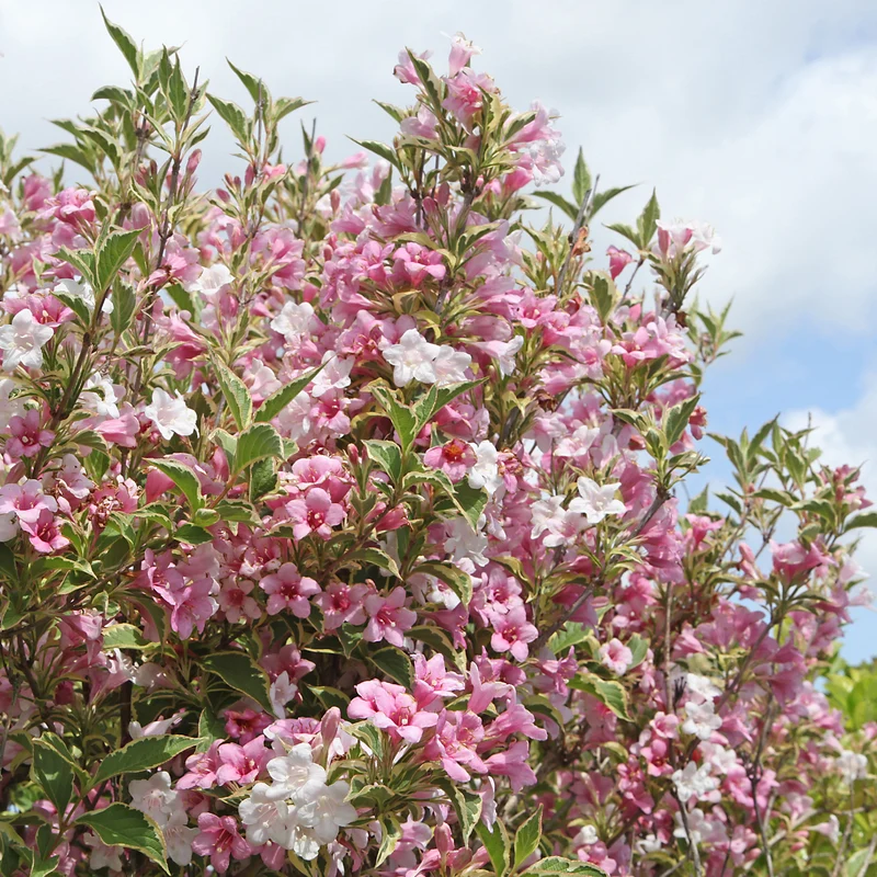 Weigélia florida Variegata