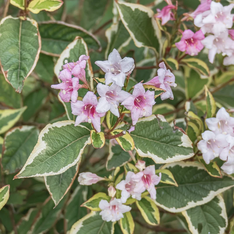 Weigélia florida Variegata