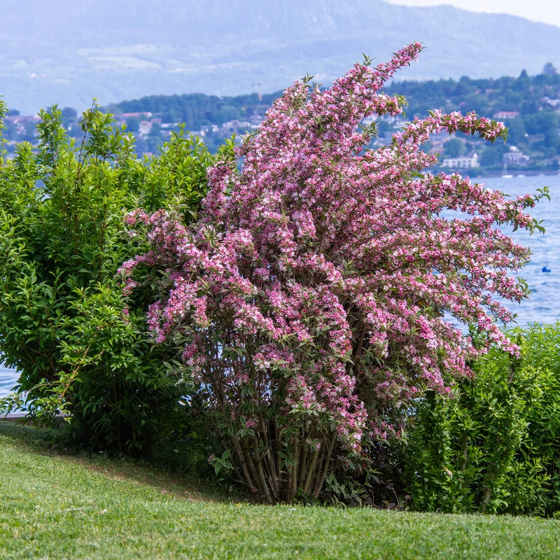 Weigélia florida Variegata