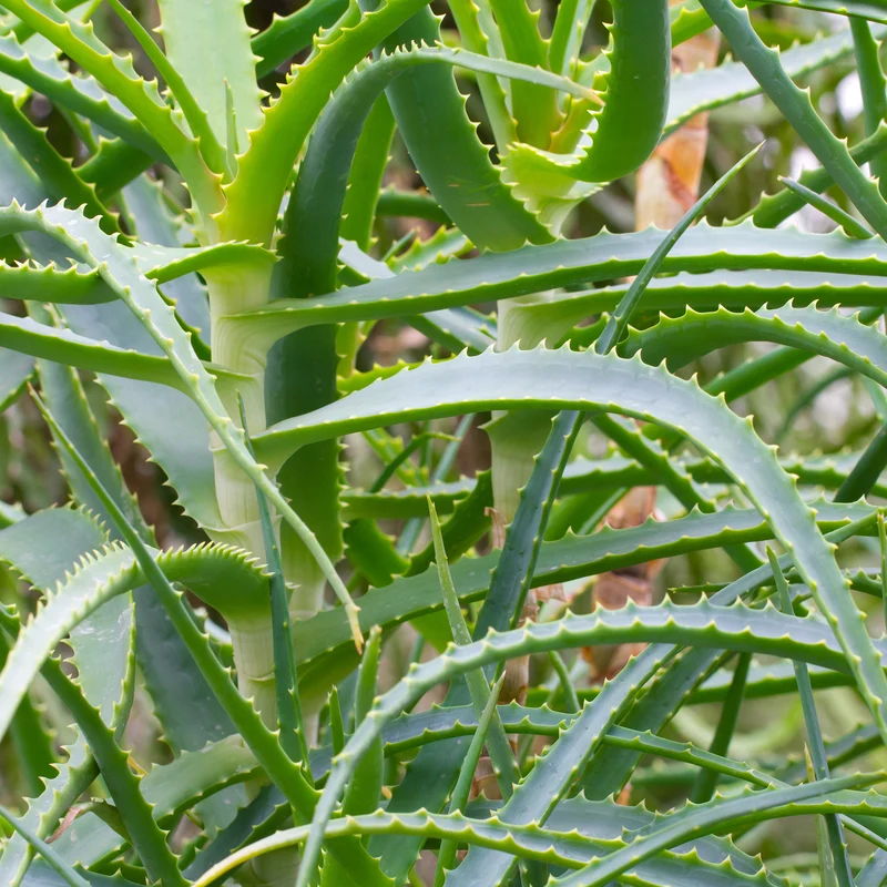 Aloès arborescent