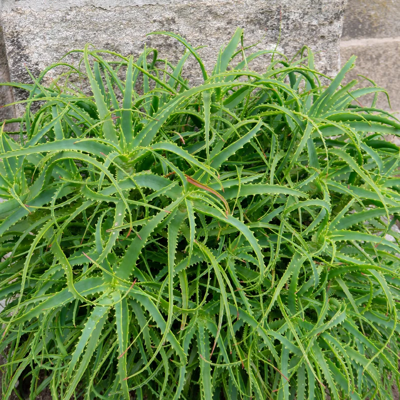 Aloès arborescent