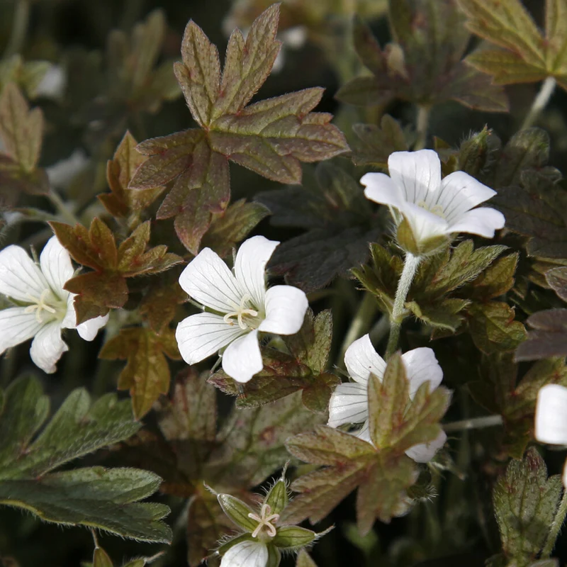 Géranium vivace Sanne