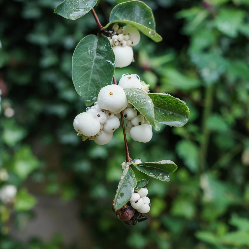Symphorine White Hedge