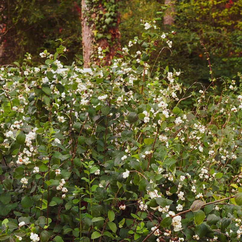 Symphorine White Hedge