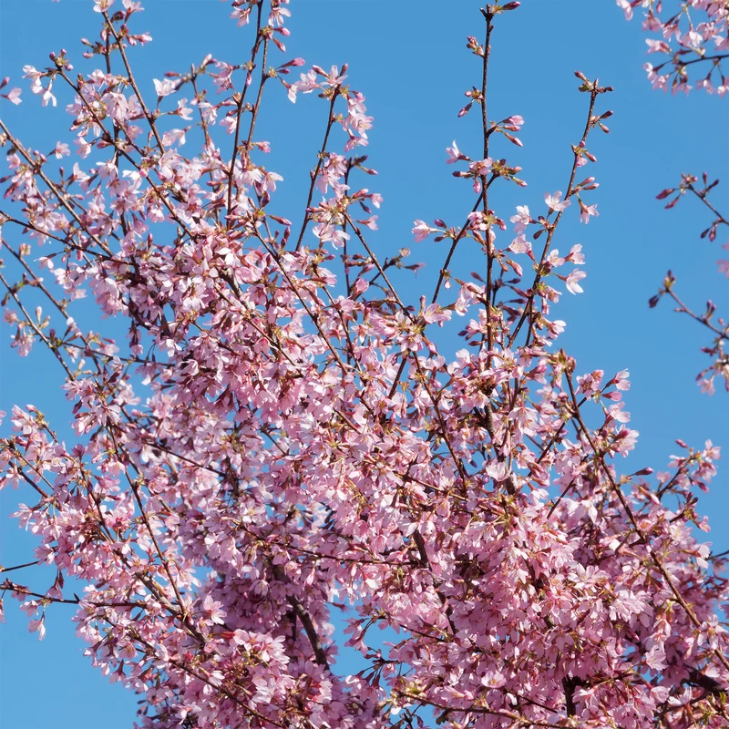 Cerisier à fleur du Japon nain Paean
