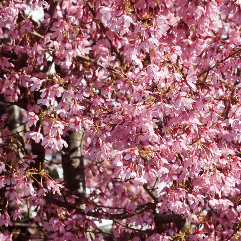 Cerisier à fleur du Japon nain Paean