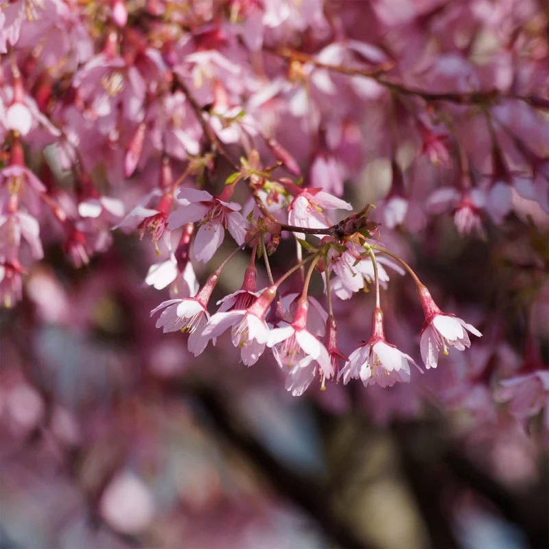 Cerisier à fleur du Japon nain Paean