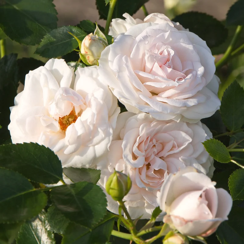Rosier Aspirin Rose ®