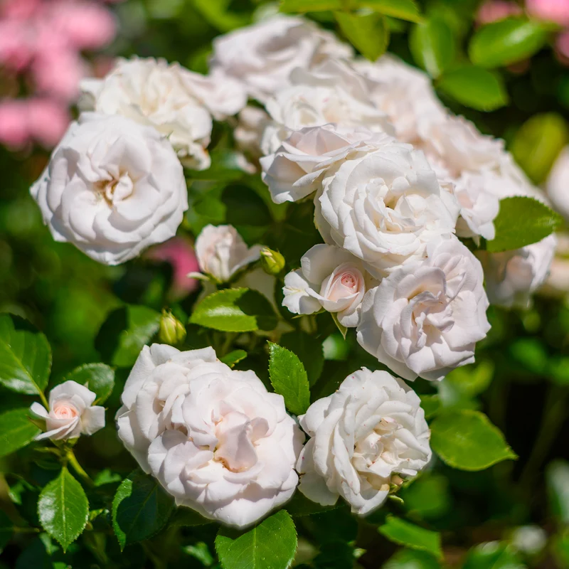 Rosier Aspirin Rose ®