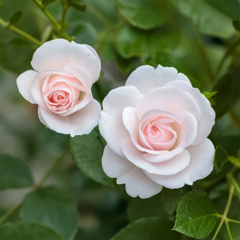 Rosier Aspirin Rose ®
