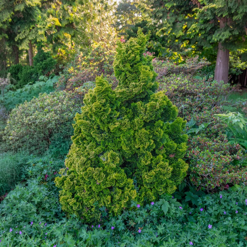 Faux cyprès Hinoki Aurora