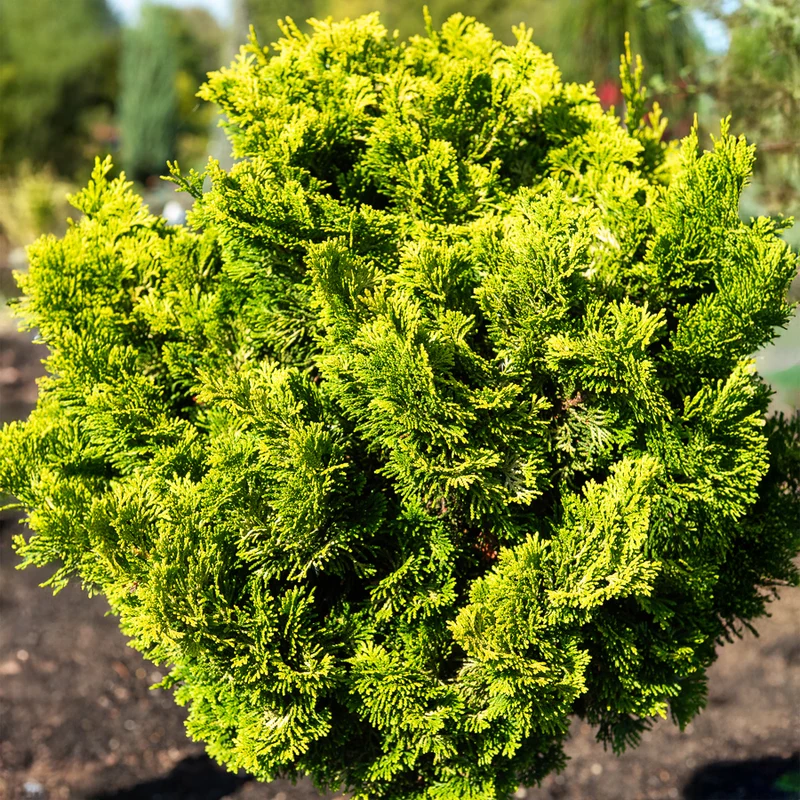 Faux cyprès Hinoki Aurora
