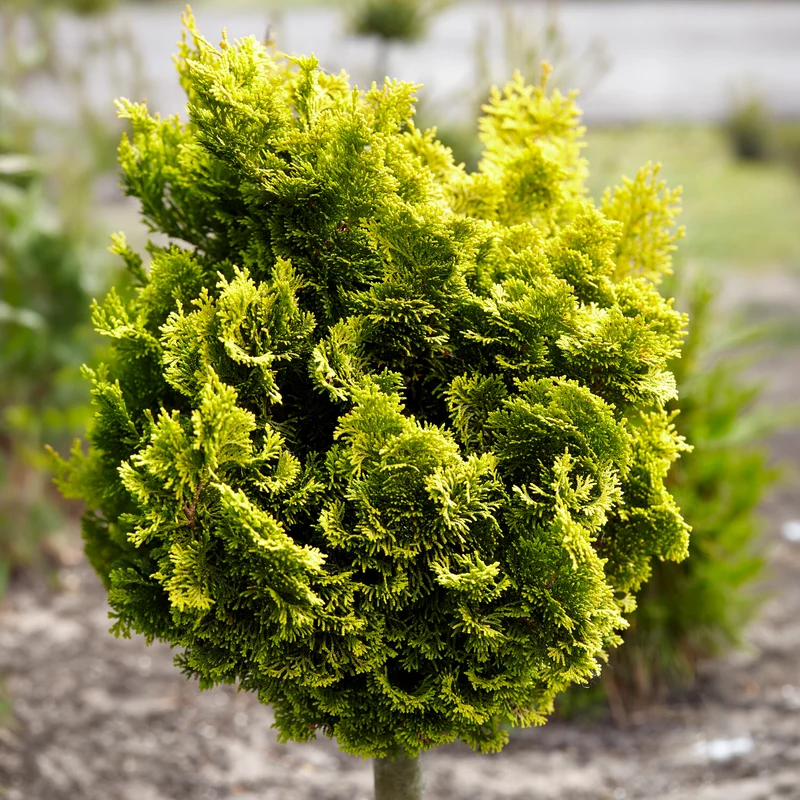 Faux cyprès Hinoki Aurora