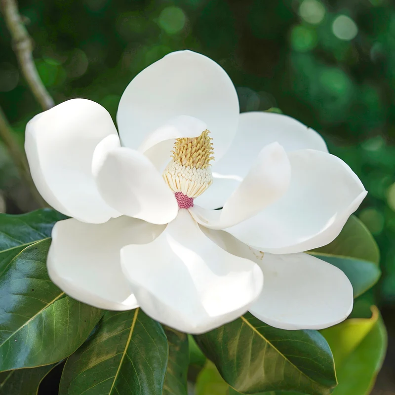 Magnolia grandiflora Little Gem