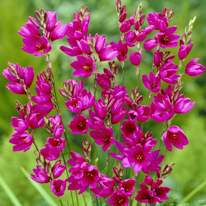 30 Lis des blés - Ixia Mabel