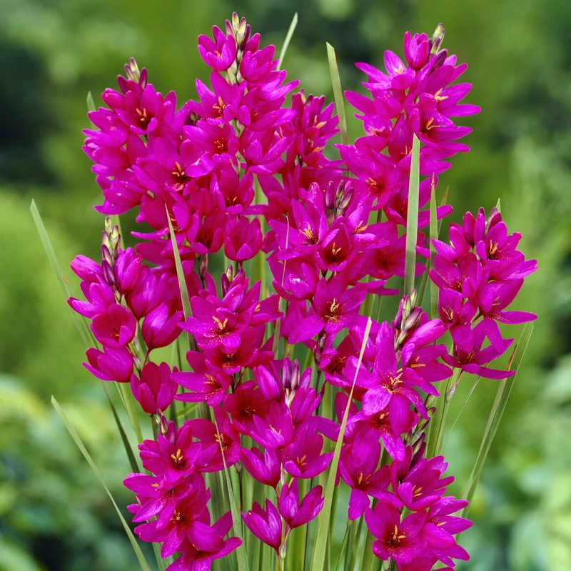 30 Lis des blés - Ixia Mabel