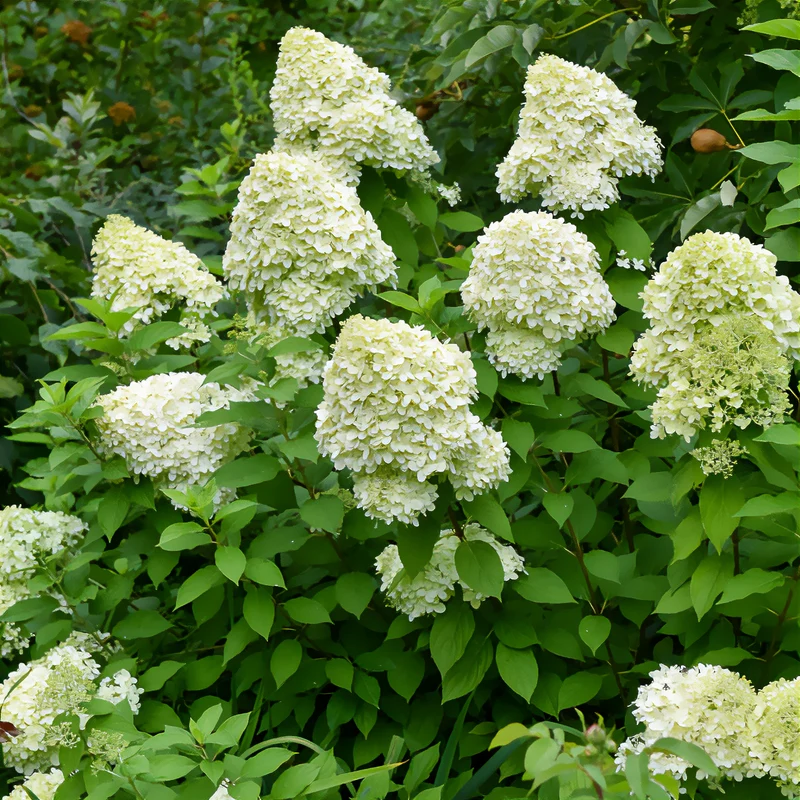 Hortensia paniculé Limelight®