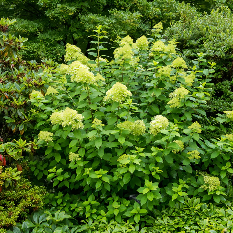 Hortensia paniculé Limelight®
