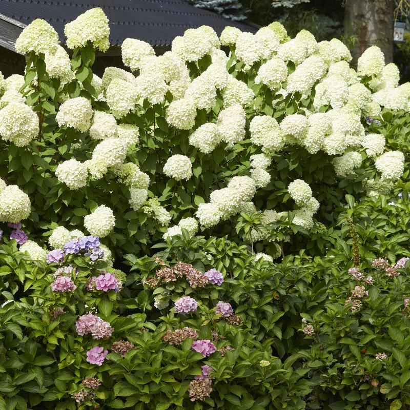 Hortensia paniculé Limelight®