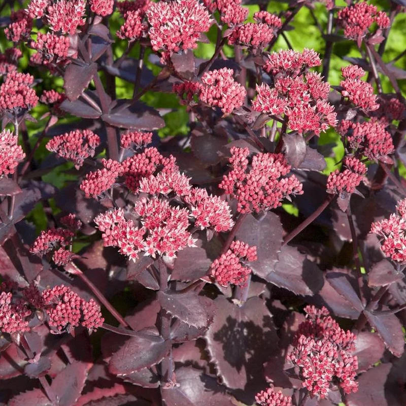Sedum Chocolate Cherry
