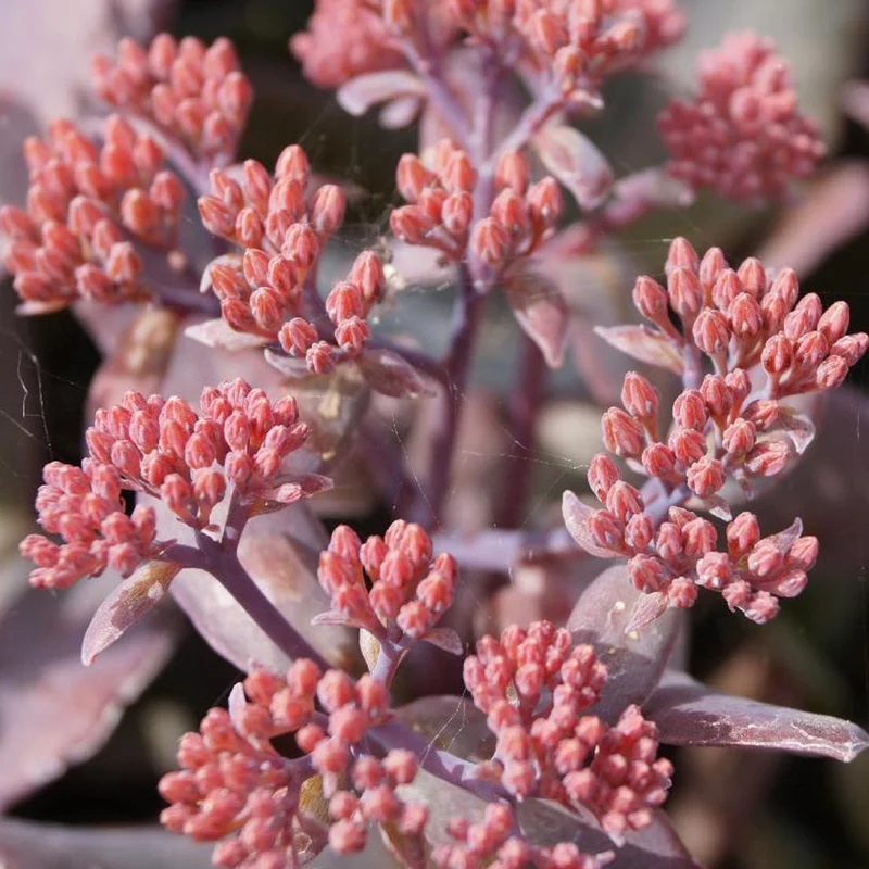 Sedum Chocolate Cherry