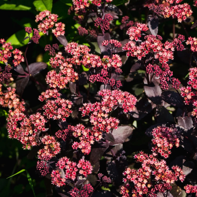 Sedum Chocolate Cherry