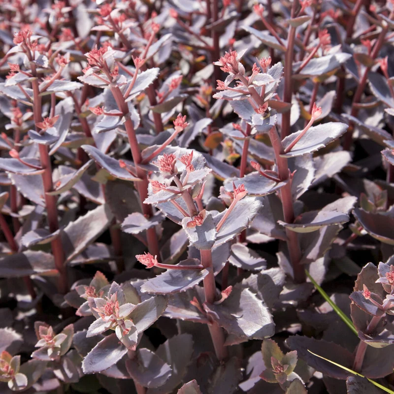 Sedum Chocolate Cherry
