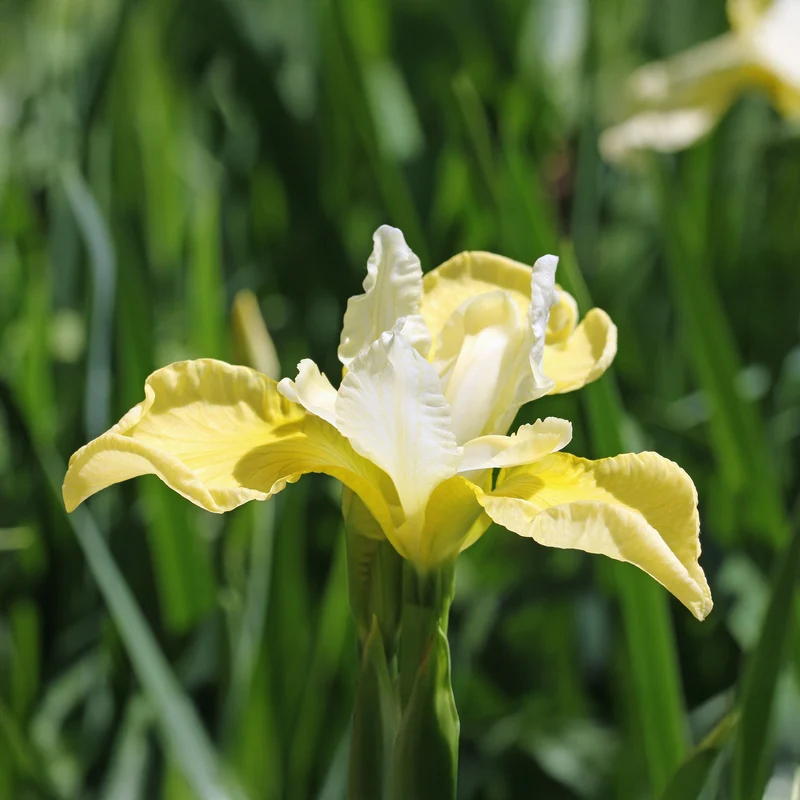 Iris de Sibérie Butter and Sugar