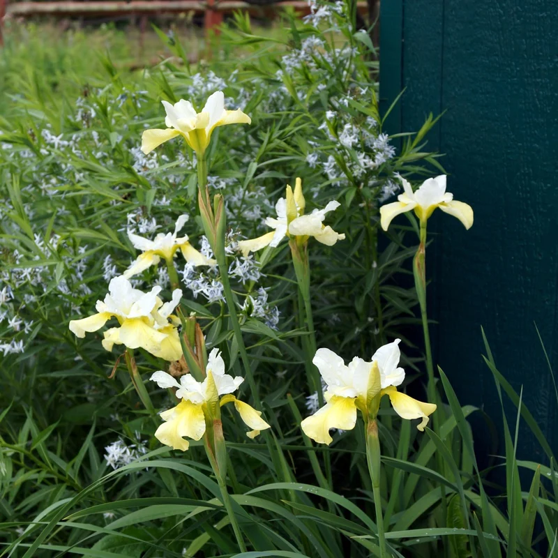 Iris de Sibérie Butter and Sugar