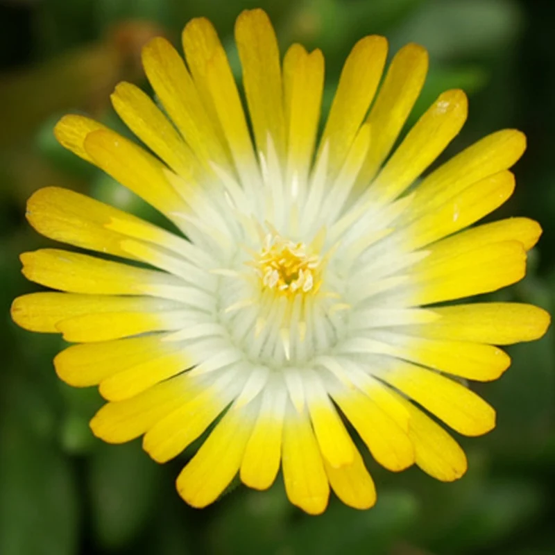 Delosperma Jewel of Desert Peridott ®